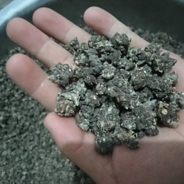 猫爪草万亩基地，产地直销