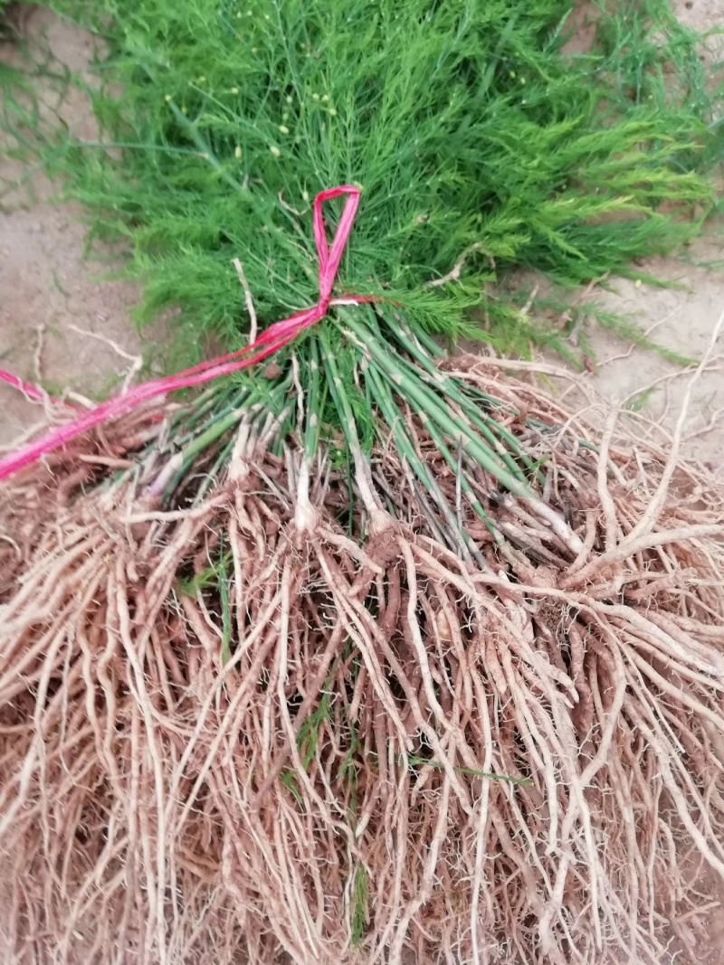 芦笋苗高产绿芦笋种根多年生保成活现货品质好基地直供2年