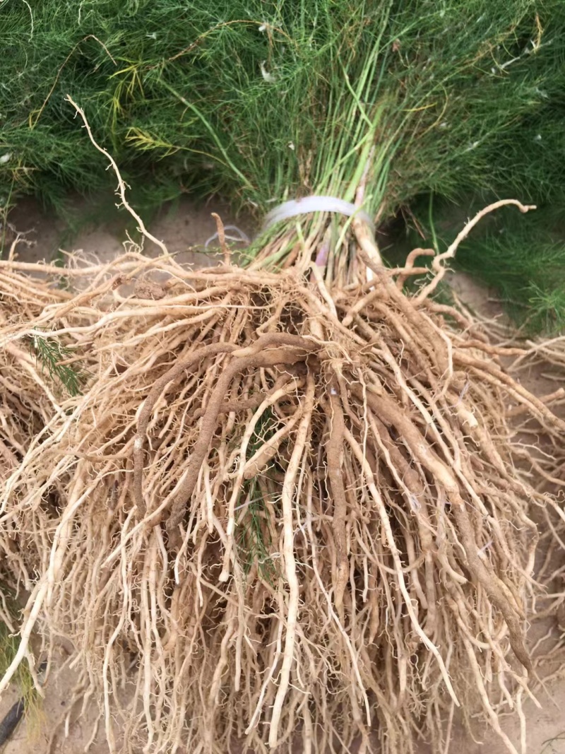 芦笋苗高产绿芦笋种根多年生保成活现货品质好基地直供2年