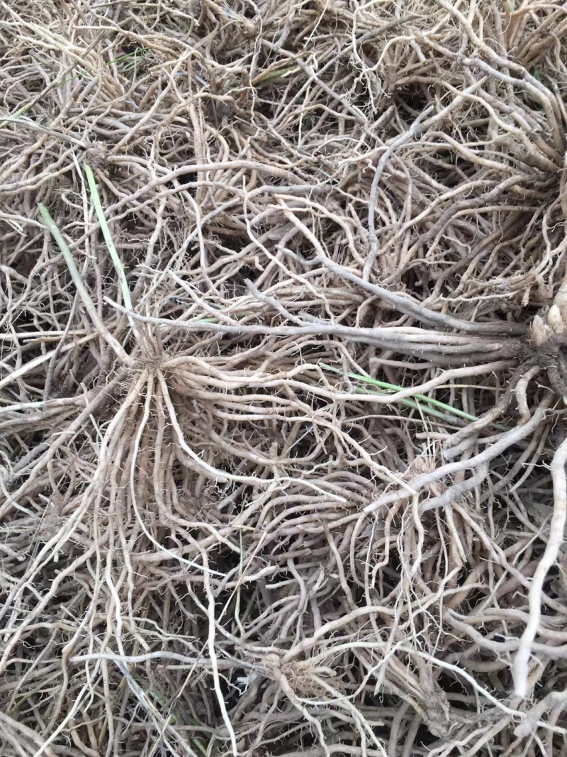 芦笋苗高产绿芦笋种根多年生保成活现货品质好基地直供2年