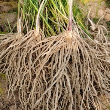 芦笋苗高产绿芦笋种根多年生保成活现货品质好基地直供2年
