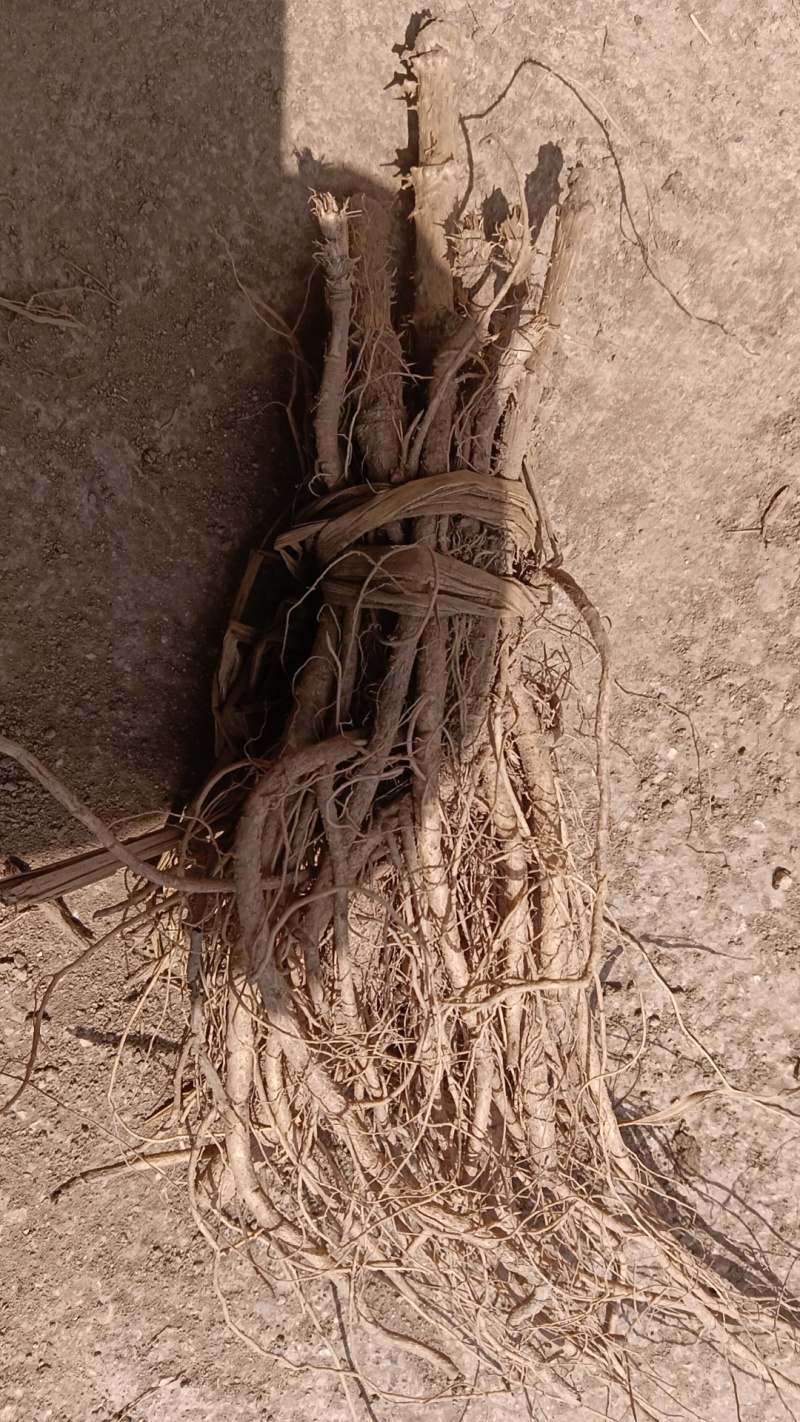吉林刺嫩芽种植基地