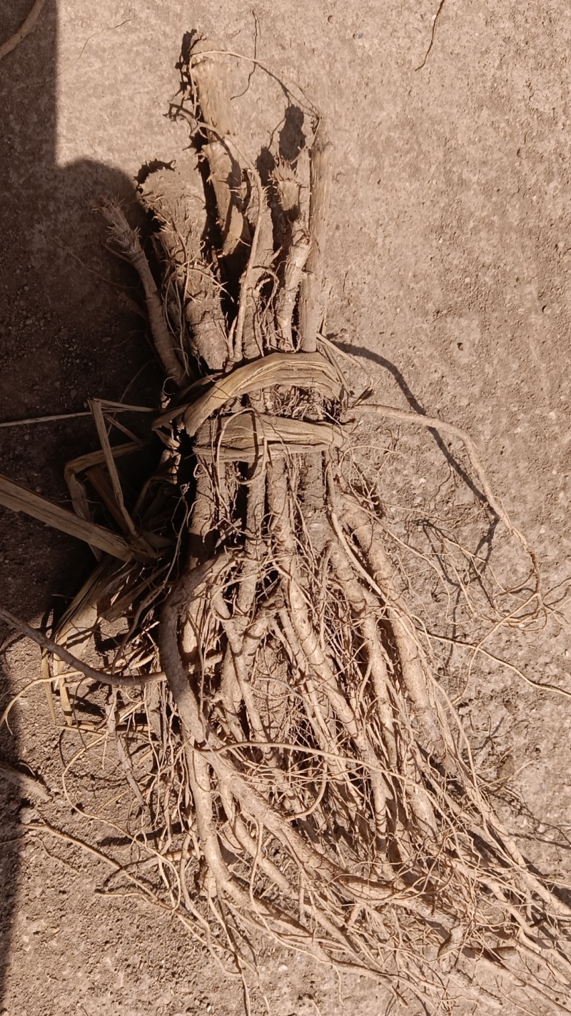 吉林刺嫩芽种植基地