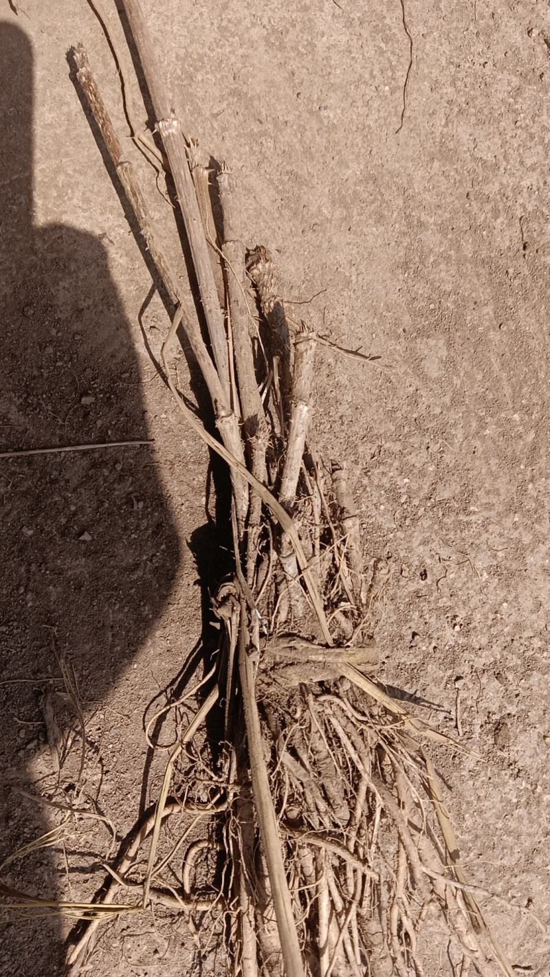 吉林刺嫩芽种植基地