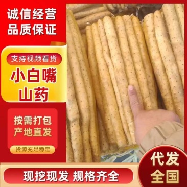小白嘴山药小白嘴白山药箱货网袋货大货二三路各种规格都有