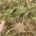 聊城韭菜根下来了，大量供应，需要的电商老板联系