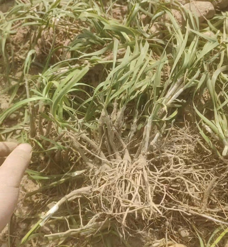 聊城韭菜根下来了，大量供应，需要的电商老板联系