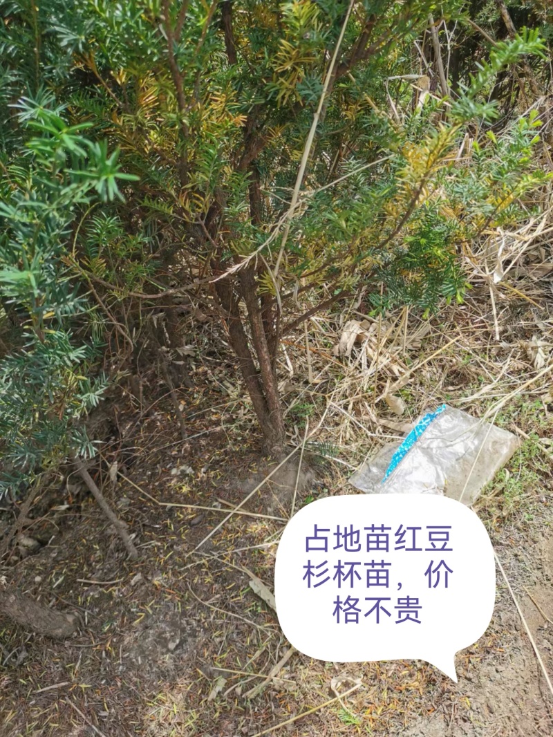 东北红豆杉啊，占地苗一米往上，价格不贵。欢迎选购洽谈。