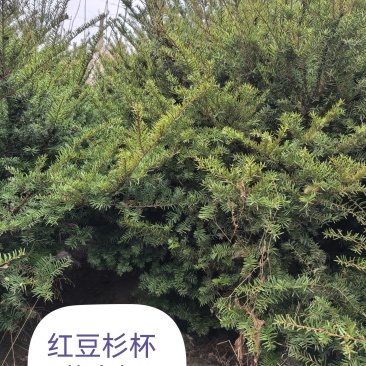 东北红豆杉啊，占地苗一米往上，价格不贵。欢迎选购洽谈。