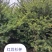 东北红豆杉啊，占地苗一米往上，价格不贵。欢迎选购洽谈。