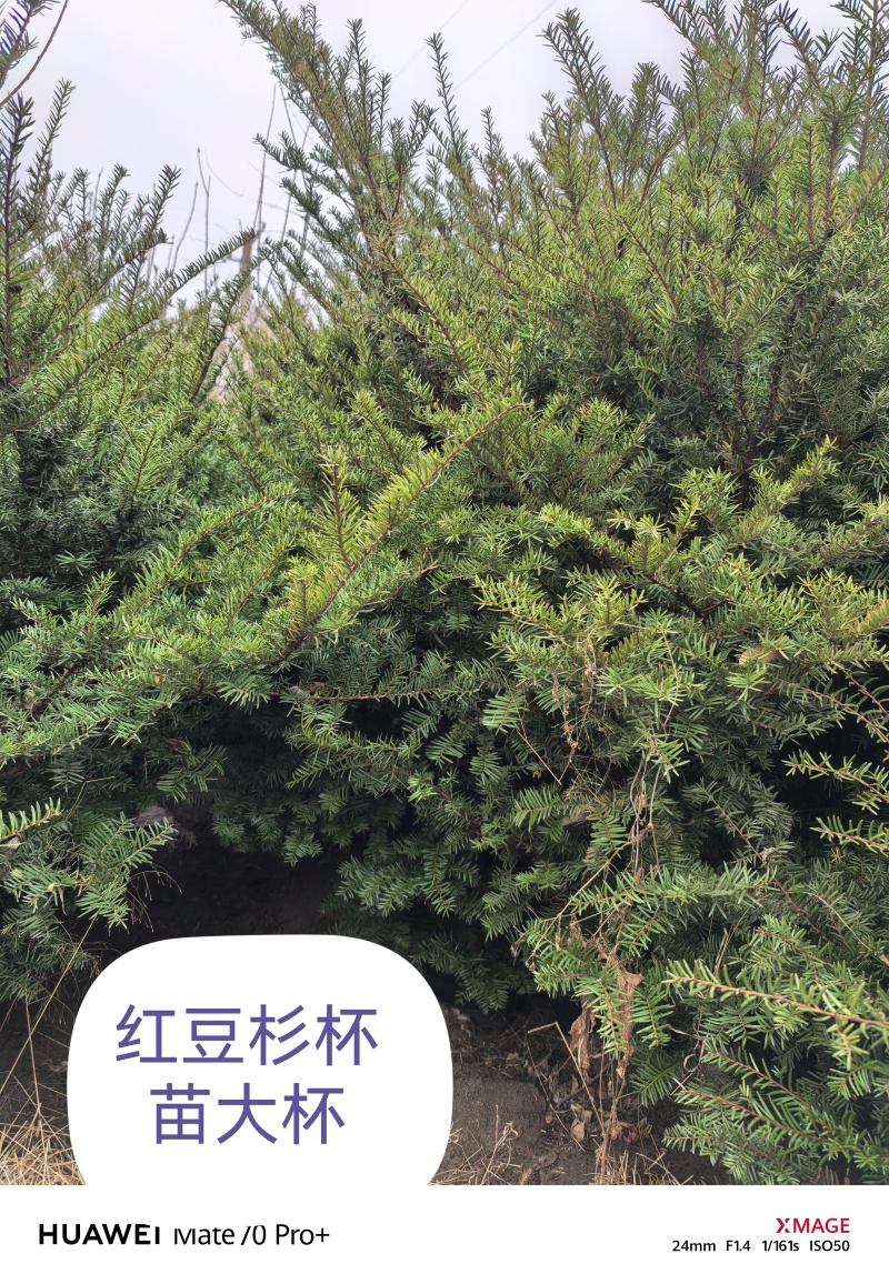 东北红豆杉啊，占地苗一米往上，价格不贵。欢迎选购洽谈。
