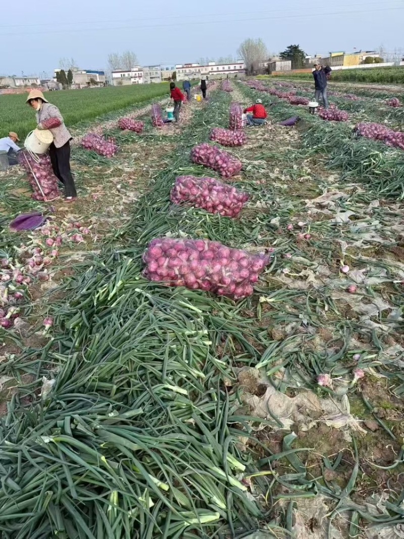 河南洋葱大量上市中，50-80规格齐全需要的联系