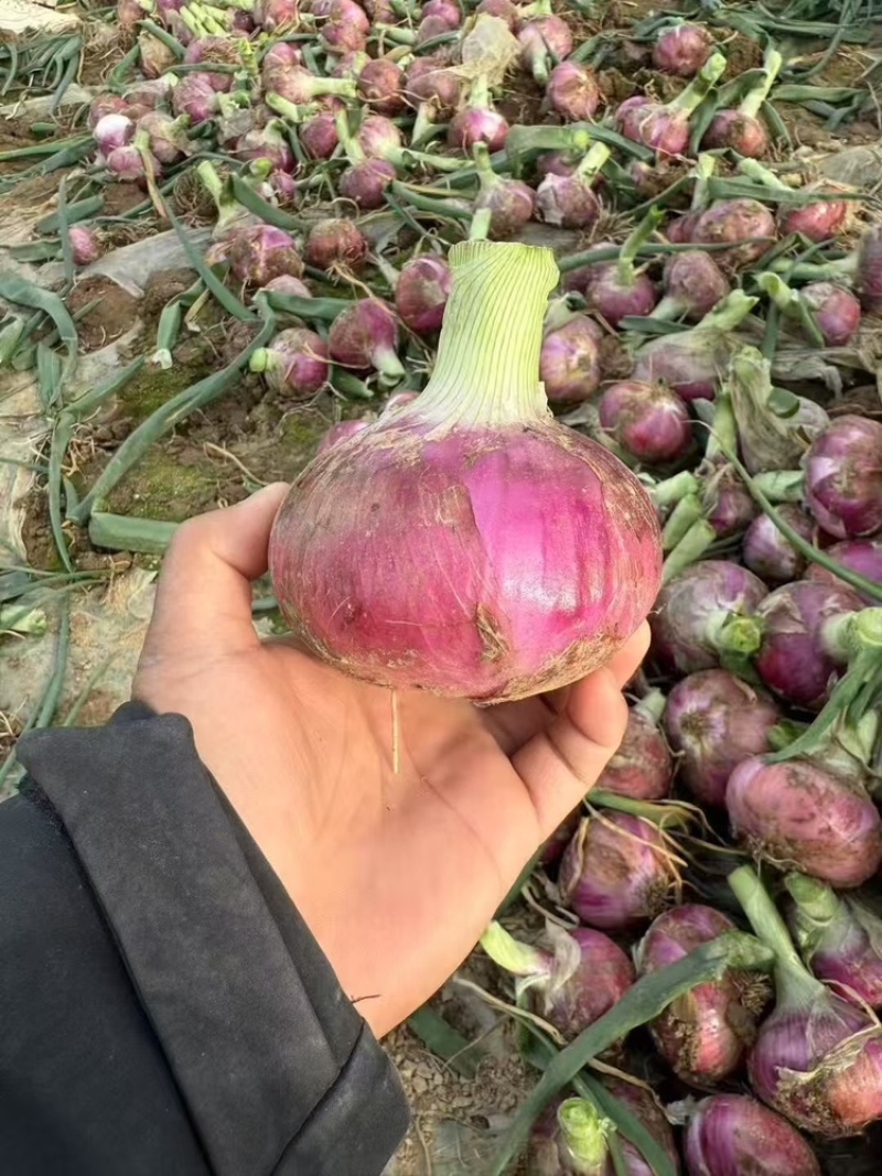 河南洋葱大量上市中，50-80规格齐全需要的联系
