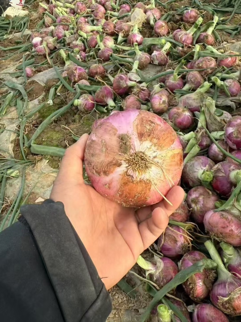 河南洋葱大量上市中，50-80规格齐全需要的联系