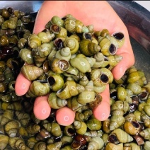 螺丝批发清水食用石螺蛳洪湖产地直供货源全国包邮薄壳鲜活