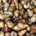 螺丝批发清水食用石螺蛳洪湖产地直供货源全国包邮薄壳鲜活
