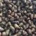 螺丝批发清水食用石螺蛳洪湖产地直供货源全国包邮薄壳鲜活