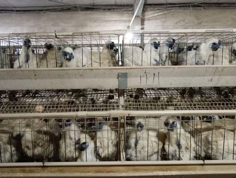 竹丝老母鸡380天，均重4.9斤鸡健康老水滋补全黑肉