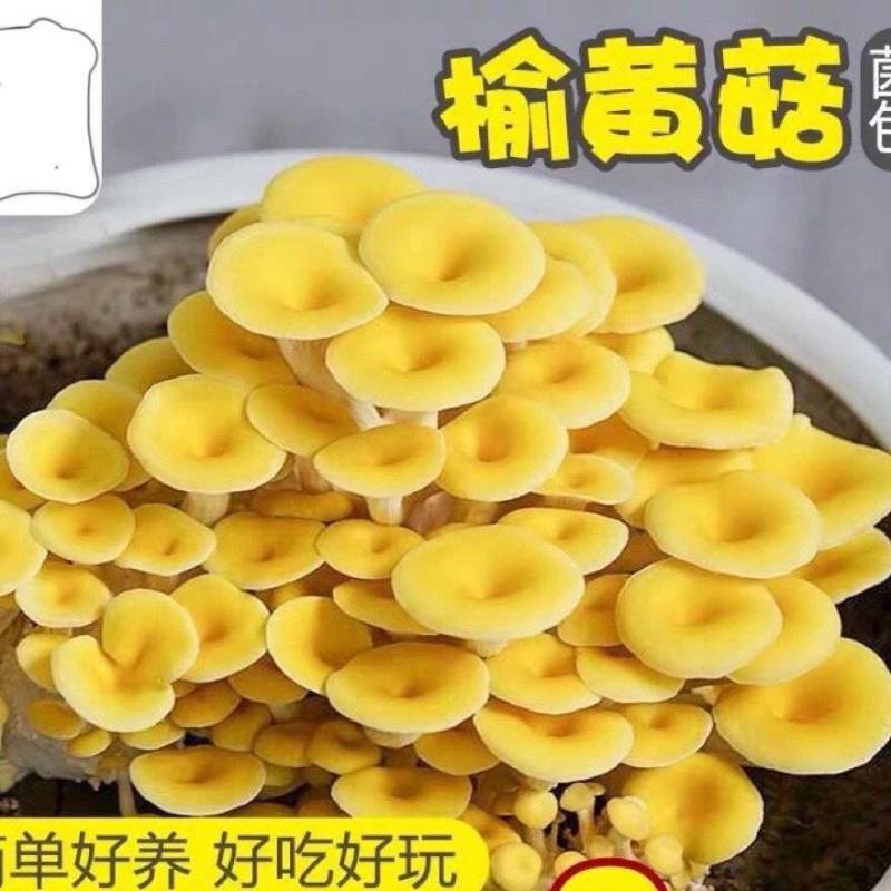 【榆黄菇】产地现货大量供应，品质保证，欢迎采购