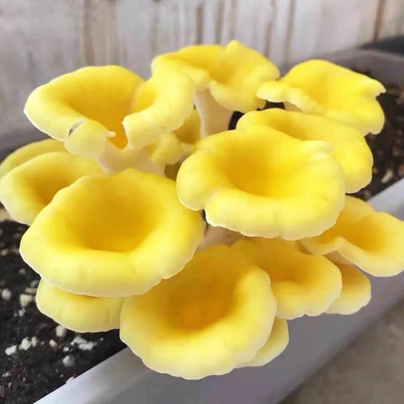 【榆黄菇】产地现货大量供应，品质保证，欢迎采购