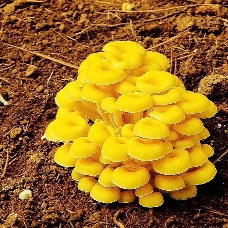 【榆黄菇】产地现货大量供应，品质保证，欢迎采购