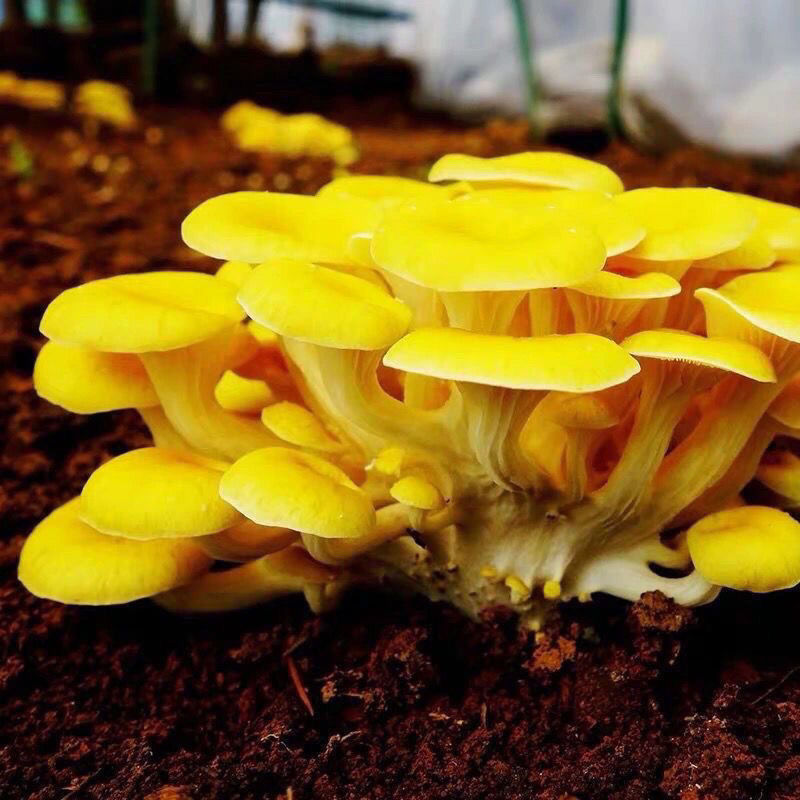 【榆黄菇】产地现货大量供应，品质保证，欢迎采购