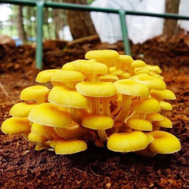 【榆黄菇】产地现货大量供应，品质保证，欢迎采购