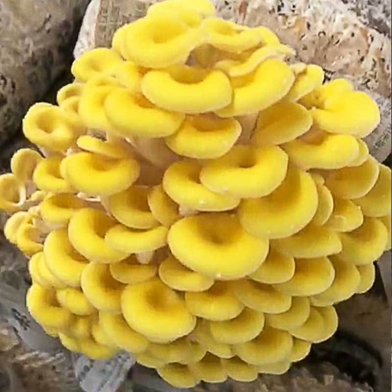 【榆黄菇】产地现货大量供应，品质保证，欢迎采购