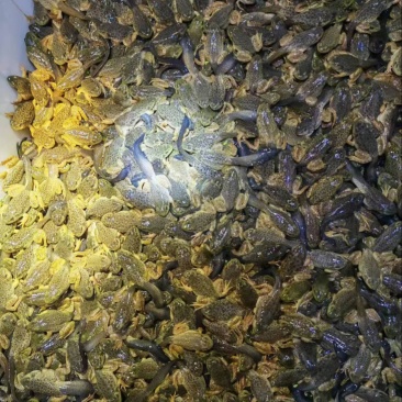 福建漳州非洲牛蛙小四脚品质保障欢迎询问