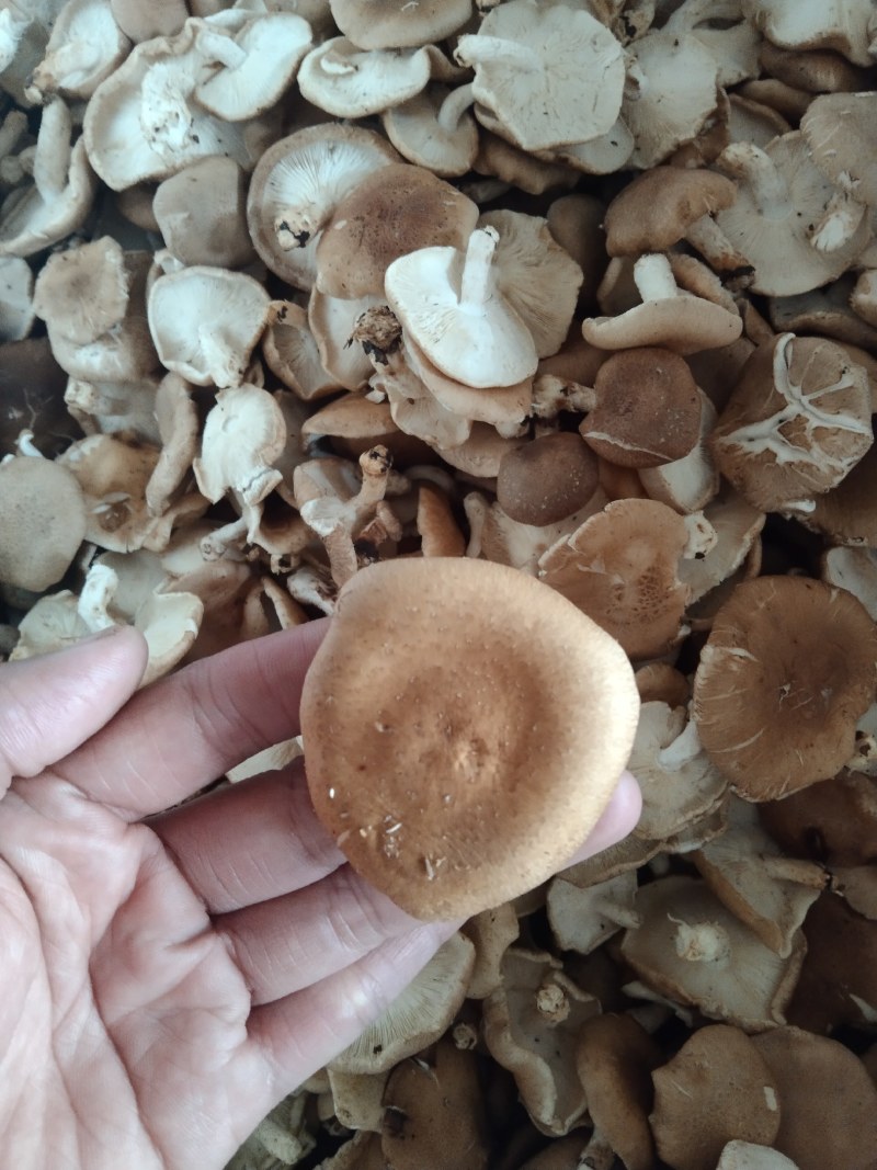 当季高山食用菌冷链运输火锅炒菜鲜嫩食材，大量现货供应