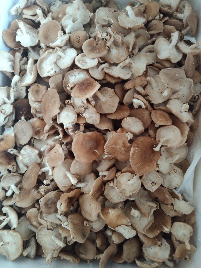 当季高山食用菌冷链运输火锅炒菜鲜嫩食材，大量现货供应