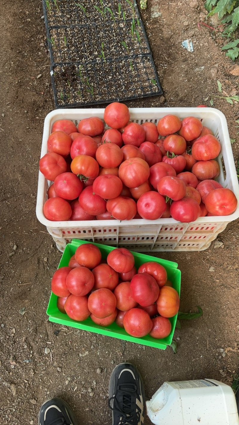 185西红柿口感好按需求分拣打包承接批发商超社区团购餐饮带货