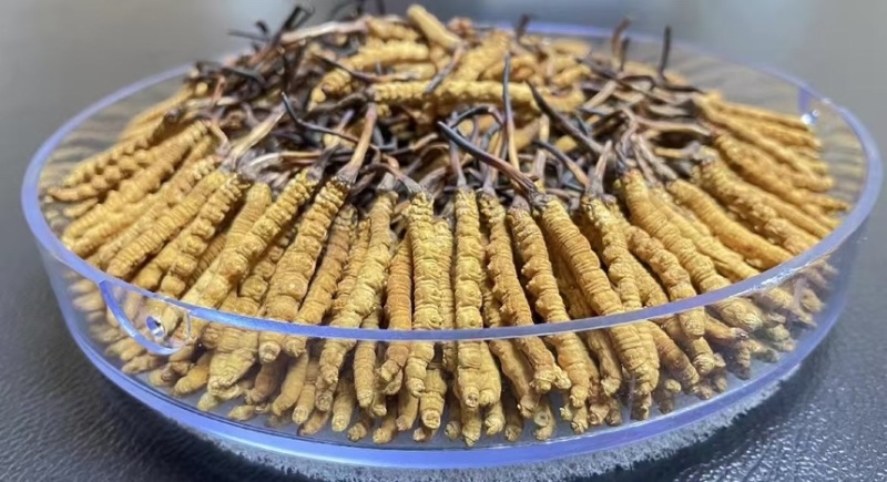 纯野生冬虫夏草野生的才叫虫草培植的只能叫虫草素