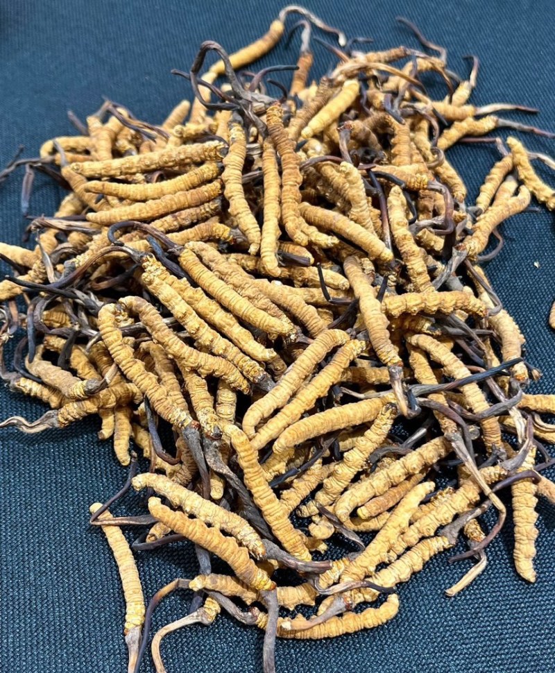 纯野生冬虫夏草野生的才叫虫草培植的只能叫虫草素