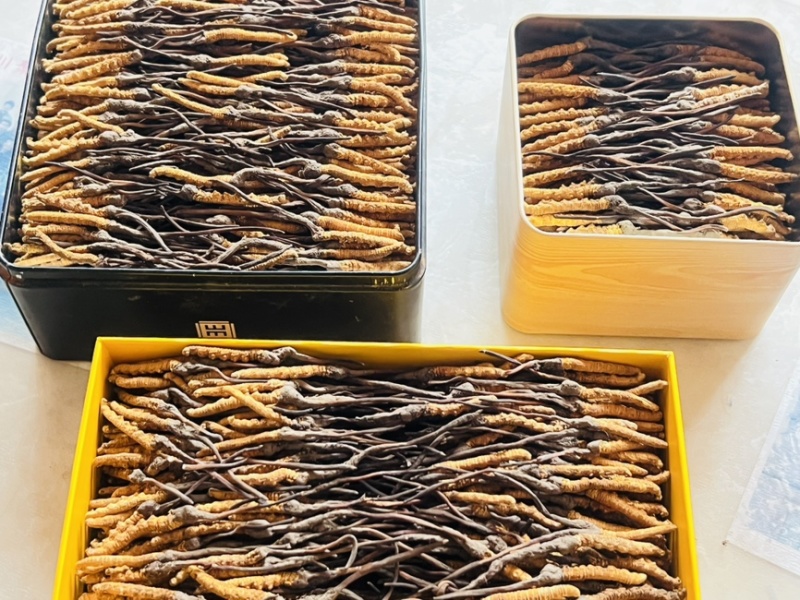纯野生冬虫夏草野生的才叫虫草培植的只能叫虫草素