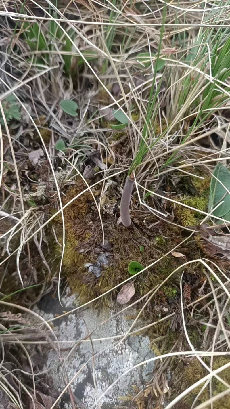 纯野生冬虫夏草野生的才叫虫草培植的只能叫虫草素