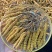 纯野生冬虫夏草野生的才叫虫草培植的只能叫虫草素