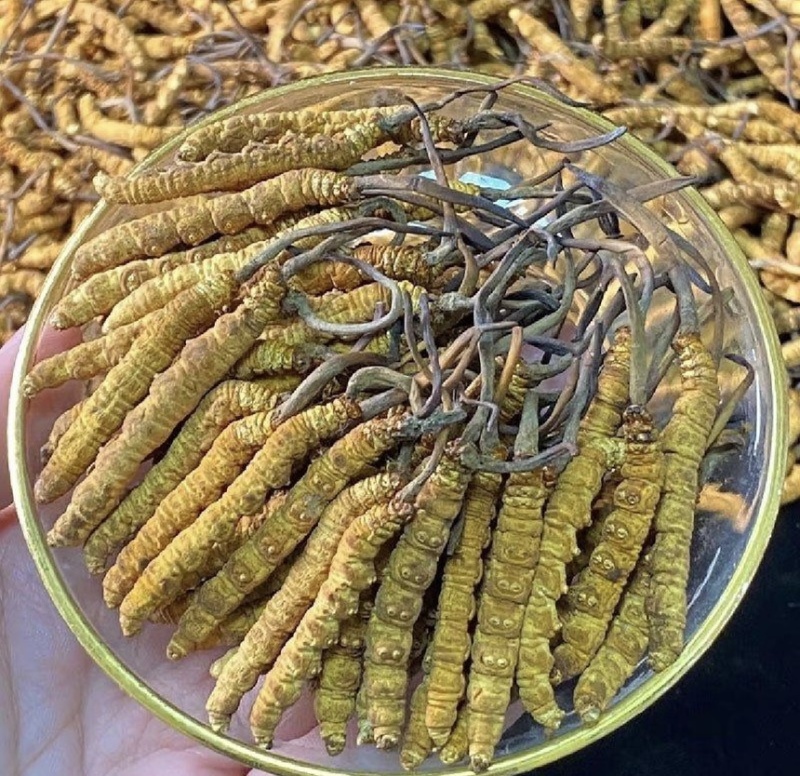 纯野生冬虫夏草野生的才叫虫草培植的只能叫虫草素