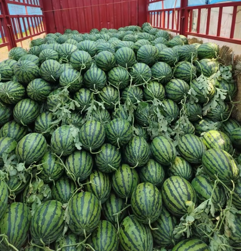 云南甜王西瓜产地直供全国发货品质保证对接电商
