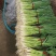 精品红根蒜苗大量上市，欢迎洽谈合作。