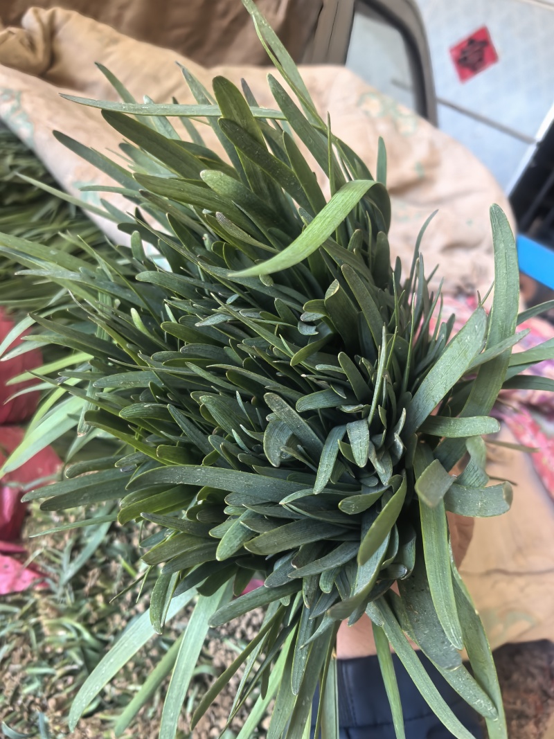 韭菜上市中基地直发量大价优