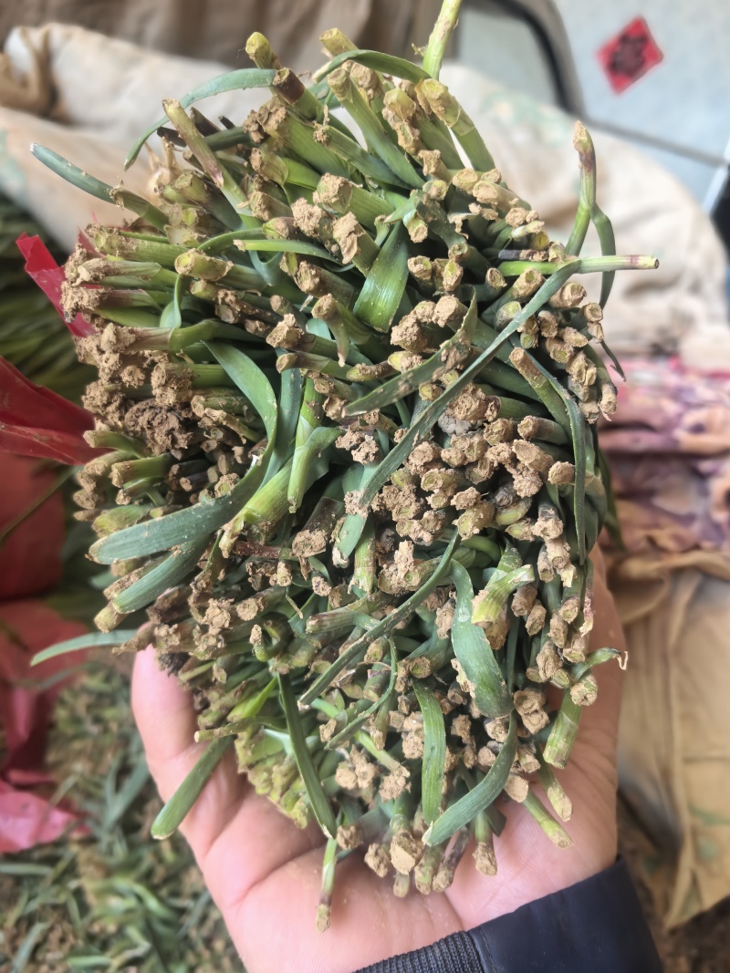 韭菜上市中基地直发量大价优