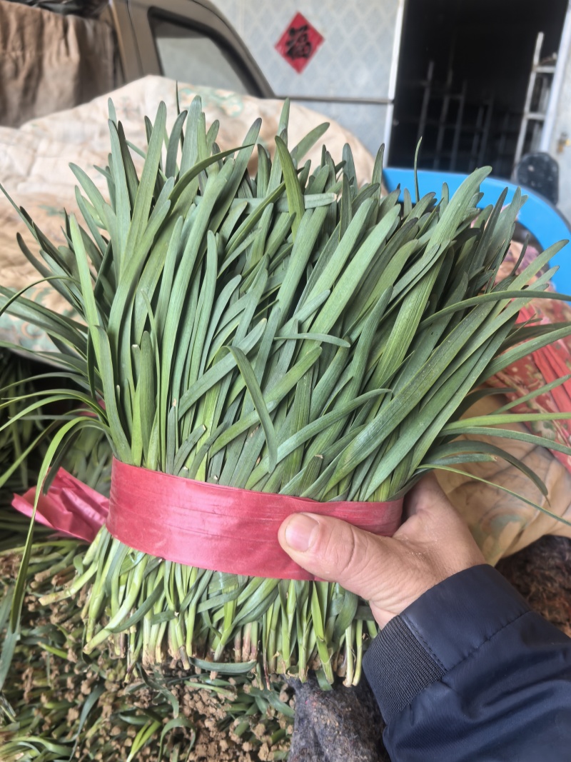 韭菜上市中基地直发量大价优