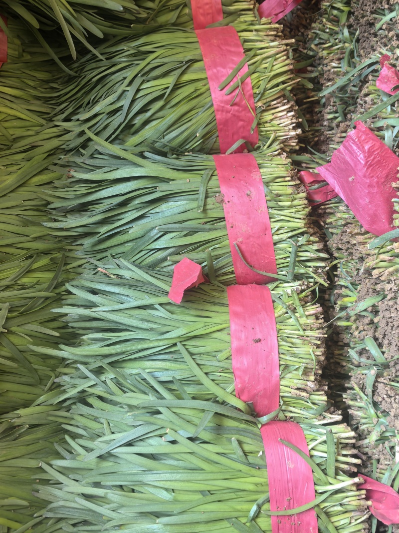 韭菜上市中基地直发量大价优
