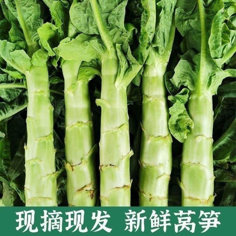 河南红叶香莴笋，价格便宜质量好。大红，二红，抗寒热。