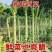 河南红叶香莴笋，价格便宜质量好。大红，二红，抗寒热。