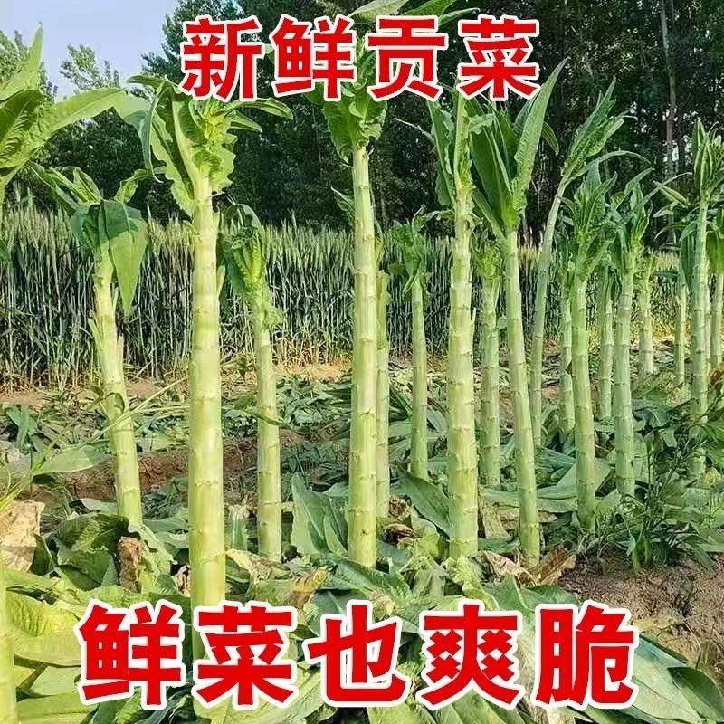 河南红叶香莴笋，价格便宜质量好。大红，二红，抗寒热。