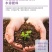 松土菌微生物菌剂调理酸碱提高肥力疏松土壤瓜果蔬菜