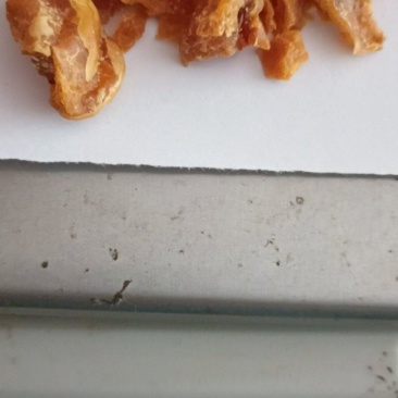 鸡宝