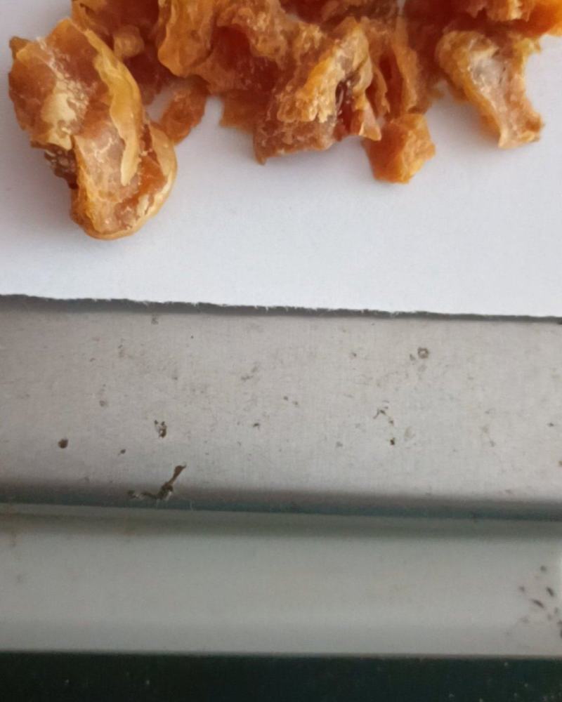 鸡宝